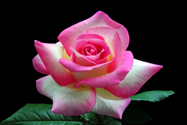 غلبه بر افسردگی و تقویت قوای جنسی با روغن رز چگونه است؟